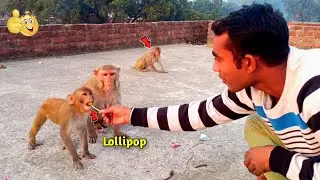 बन्दर Lollipop कैसे खाते हैं,एक बार जरूर देखें | Monkeys Like Lollipop | Monkey Eat Lollipop