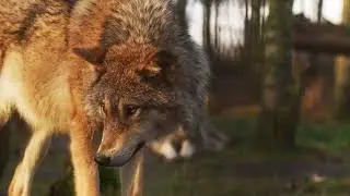 wolf free use and No Copyright to subscriber
