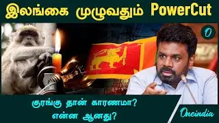 Sri Lanka PowerCut Reason | இலங்கை முழுவதும் திடீர் PowerCut...குரங்கு தான் காரணமா? | Oneindia Tamil