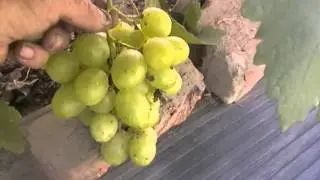Grape variety Svetlana - season 2015
