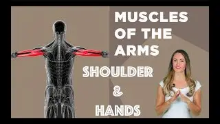Muscles of the Arms, Shoulders & Hands
