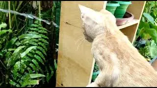 O CURIOSO