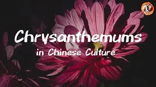The Symbolic Meaning of Chrysanthemums in Art, Medicine, and Feng Shui