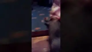 Мой кот Стёпа!