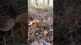 Моховички. Грибы 2023