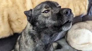 This Husky has ALL the Woos Today!