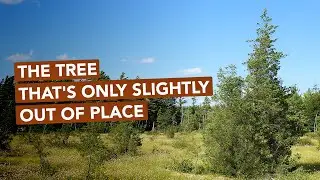 The Tree That's Only Slightly Out Of Place
