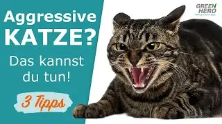 Aggressive Katze beruhigen | 3 Tipps für entspannte Katzen