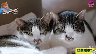 Very Cute And Funny Cat 🐈//Beautiful Cat /Funniest Cats In The World 🌍 New 2021