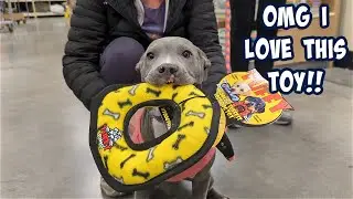 I Met The Most Precious Pitbull Puppy At Petsmart Buying Toys! Her Excitement Is Priceless!!