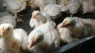 Как правильно давать молочную кислоту бройлерам.