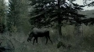 ночной лось