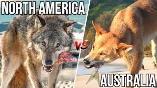 6 Apex Predators That Would Take Over If North America And Australia Merged