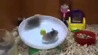 Mouse wheel wars