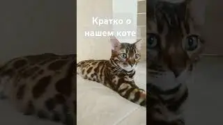 котик Лео