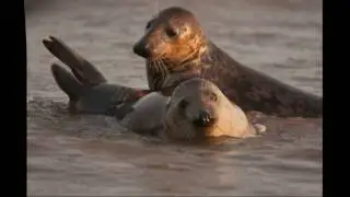 Photographing Gray Seals