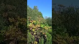 Борщевик