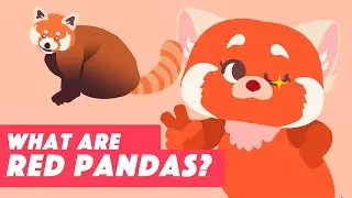 a-MEI-zing Red Panda Facts! ❤️🐼 Science Behind Disney Pixar's Turning Red