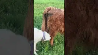 The Dog Groomer Who Grooms Cattle