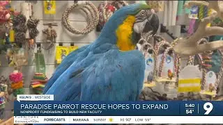 Paradise Parrot Rescue
