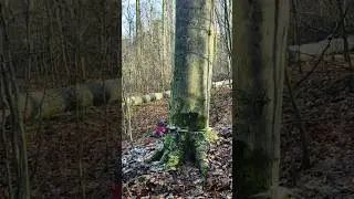 WORK IS A RUBBER BALL #shortsfeed #stihl #treecutting #youtube #treecuttingdown #ytshorts #tree