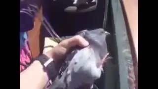 Нехороший голубь Культурный перевод