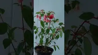 BRINCO DE PRINCESA #como #plantas #mudas #riodejaneiro #ideias #erickaionnyplantas