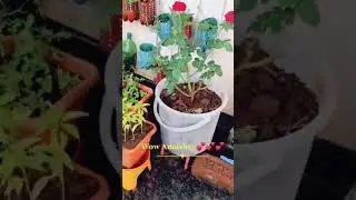 beautiful home garden with chilli, tamato and rose flowers 🌹🌺