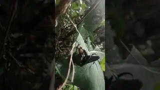 giant bee versus giant spider