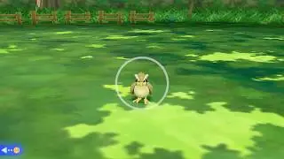 Pokémon Let's Go: Eevee - TWO Shiny Pidgey at the same time