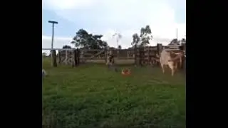 Owner with broken spine after