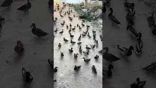 Feeding the ducks #shortvideo #shortsvideo #shorts #short