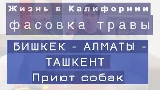 США - сколько стоит жизнь? Бишкек, Ташкент, Алматы, приют собак