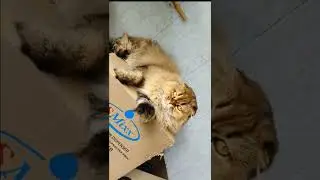 Кошечка хайленд фолд в добрые руки 📌 г. Казань, подробности по тел. 89033443877