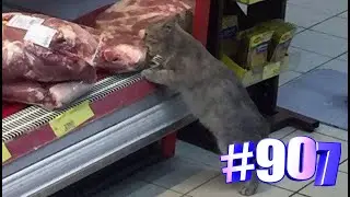 Минутка позитива от котомании💎💕😸🐾