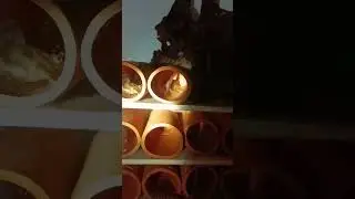 Размножились сомы L-397. Самец охраняет кладку икры.