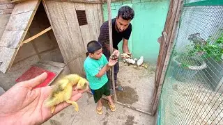 Ducks Ny Apny 6 Bacho ko Mar Dala😰