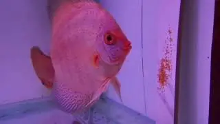 Брачный период.