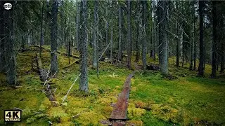Old-Growth Forest Walk in Finland (Patvinsuo National Park)