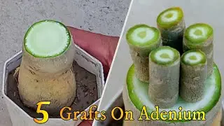 Desert Rose Grafting New Technique's | How To Graft Graft Adenium