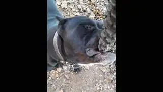 Amstaff greece