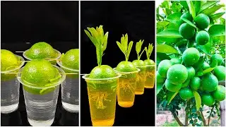 How To Grow Lemon Tree From Lemon In Water | Propagate lemon tree from lemon