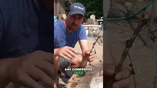 Discover the Secret to Easy Fire Starting with Spruce Trees #CampingHacks #FireStarter