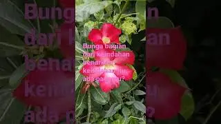 Bunga
