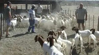 ✅ Excellent Group of Boer Pieter Smith South African Goats