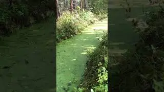 В лесу