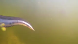КТО живет в маленьком дачном прудике?