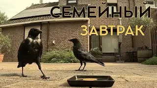 ТИХИЙ ЗАВТРАК ДЛЯ ПАРЫ ВОРОН😊 #crow #ворона #наблюдение