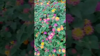 они шикарны,  просто прелесть 👍