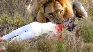 How Forest Lions Evolved to Hunt Humans